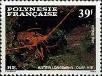 Gibbon Furrow Lobster (Justita longimana)