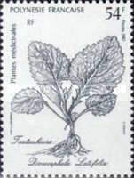 Taataahiara (Dicrocephala latifolia)
