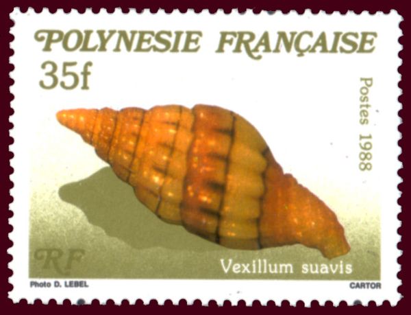 Ribbed Miter (Vexillum suavis)