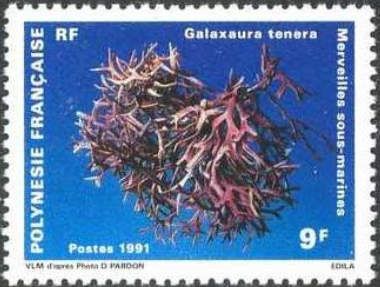 Alga (Galaxaura tenera)