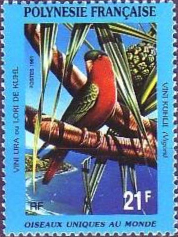 Kuhl's Lorikeet (Vini kuhlii)