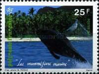 Humpback Whale (Megaptera novaeangliae)