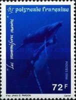 Humpback Whale (Megaptera novaeangliae)
