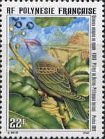 Rapa Fruit-Dove (Ptilinopus huttoni)
