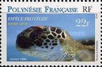 Green Sea Turtle (Chelonia mydas)