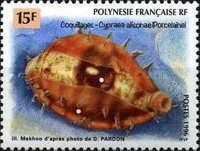Alison's Cowrie (Cypraea alisonae)