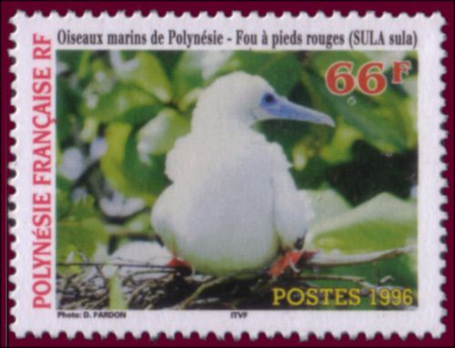 Red-footed Booby (Sula sula)