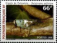 Cicada (Raiateana oulietea)