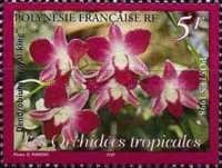 Tropical orchids: Dendrobium "Royal King"