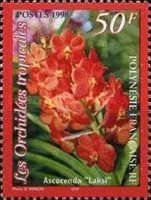 Tropical orchids: Ascocenda "Laksi"