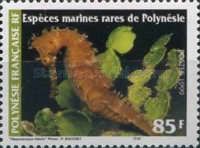 Spiny Seahorse (Hippocampus histrix)