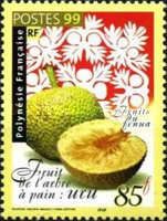 Ucu or Breadfruit