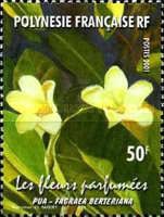 Scented flower (Fagraea berteriana)