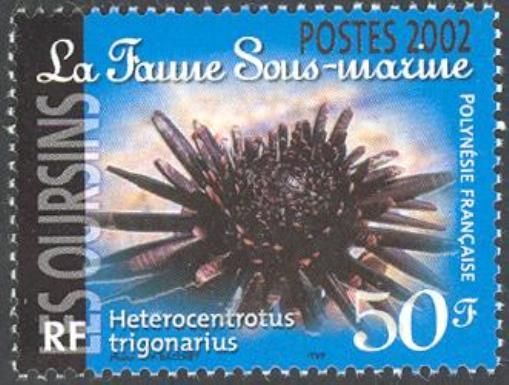 Slate Pencil Urchin (Heterocentrotus trigonarius)