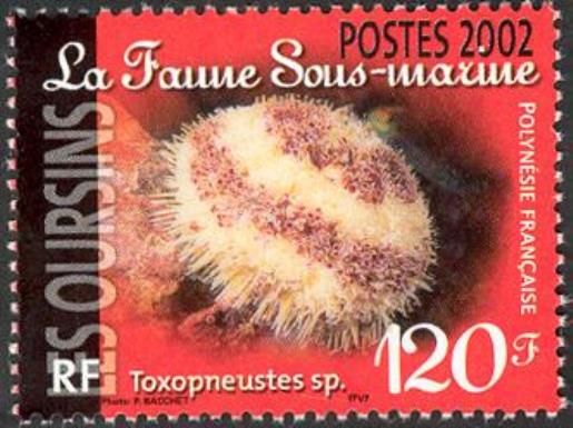 Flower Urchin (Toxopneustes pileolus)