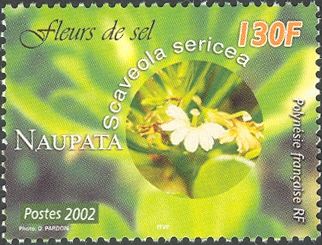 Scaveola sericea
