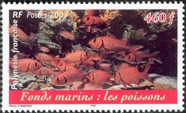 Soldierfish (Myripristis sp.)