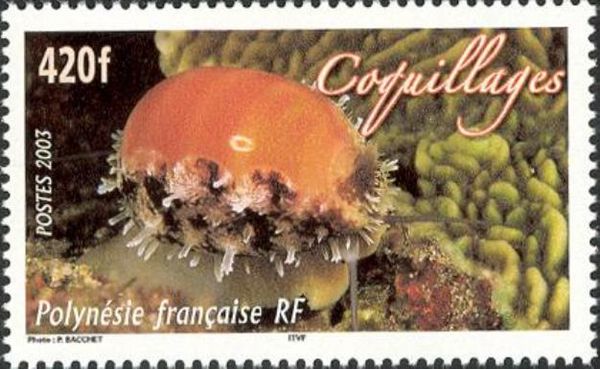 Carnelian Cowrie (Cypraea carneola)