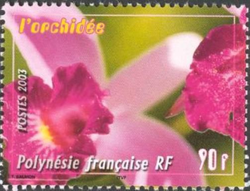 Orchid