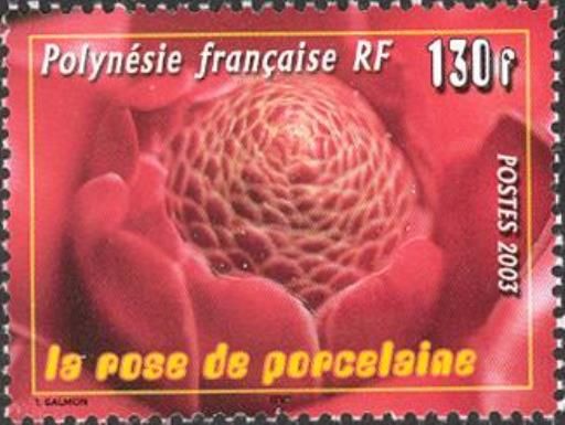 Rose de Porcelaine