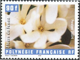 Gardenia taitensis