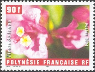 Bougainvillea glabra