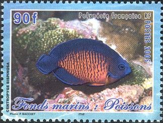 Twospined Angelfish (Centropyge bispinosus)