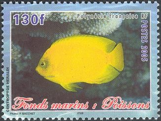 Yellow Angelfish (Centropyge heraldi)