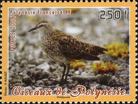 Tuamotu Sandpiper (Prosobonia parvirostris)
