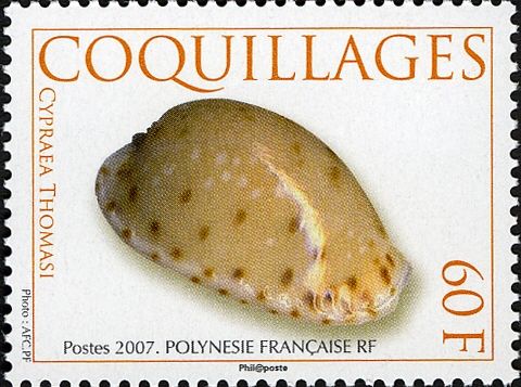 Thomas's Cowrie (Cypraea thomasi)