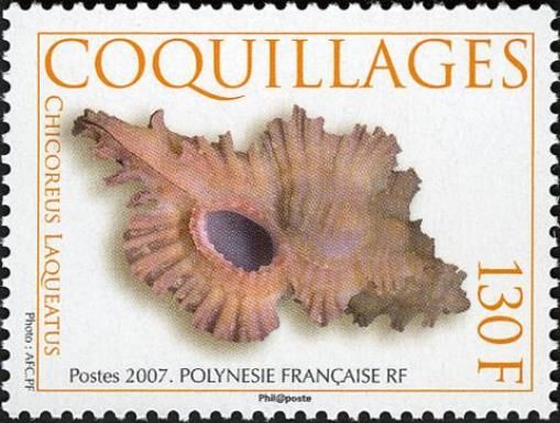 Fluted Murex (Chicoreus laqueatus)
