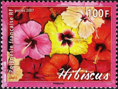 Hibiscus