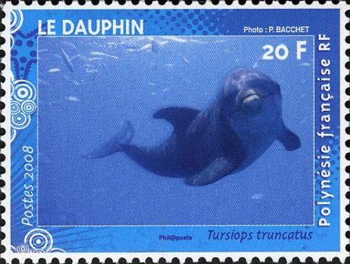 Common Bottlenose Dolphin (Tursiops truncatus)
