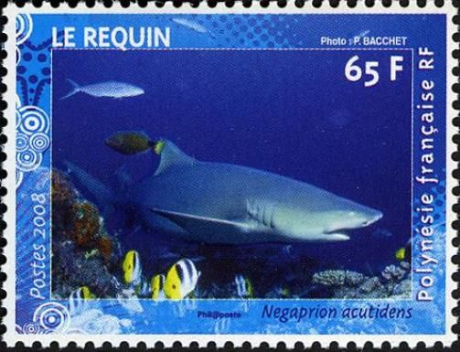 Sicklefin Lemon Shark (Negaprion acutidens)