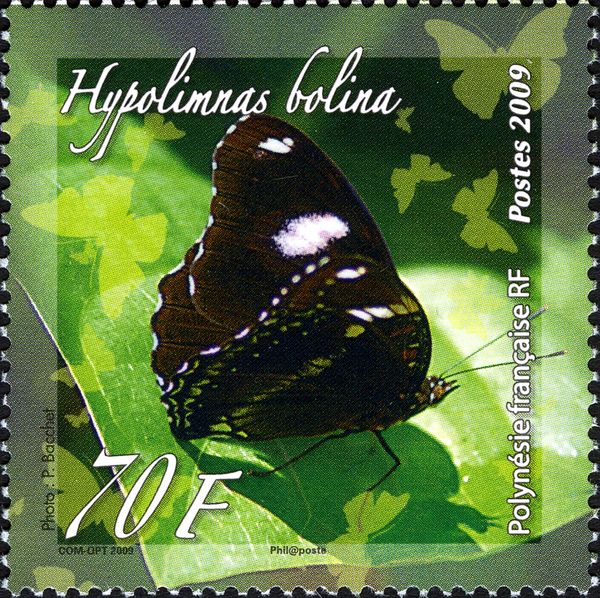 Great Eggfly (Hypolimnas bolina)