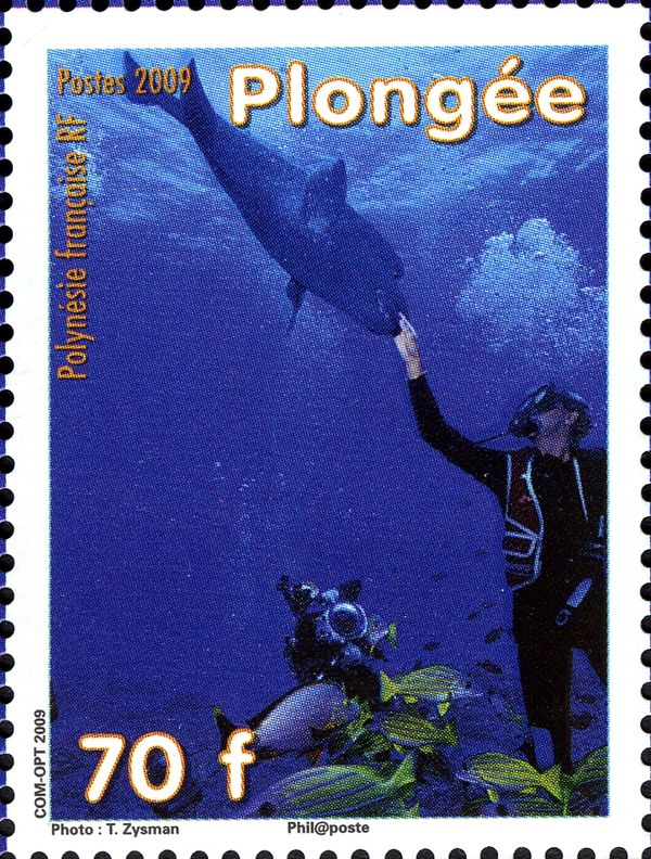 Humphead Wrasse (Cheilinus undulatus), Diver