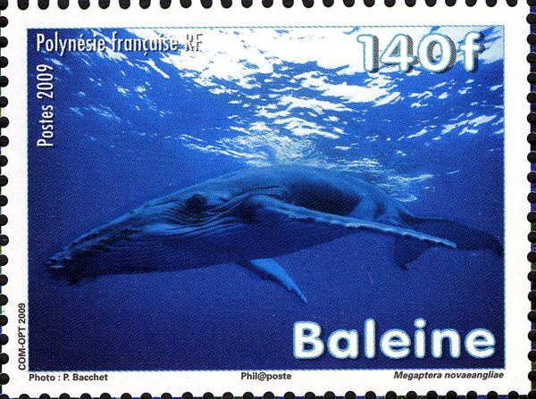 Humpback Whale (Megaptera novaeangliae)