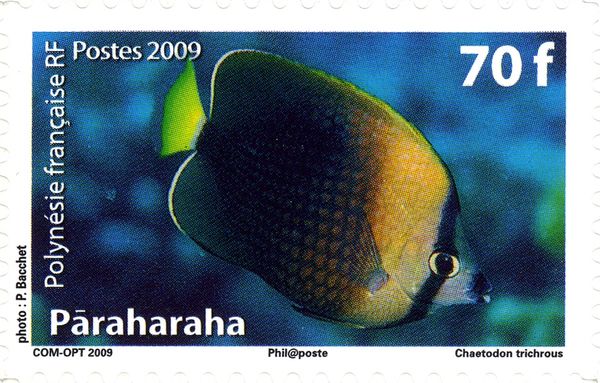 Tahiti Butterflyfish (Chaetodon trichrous)