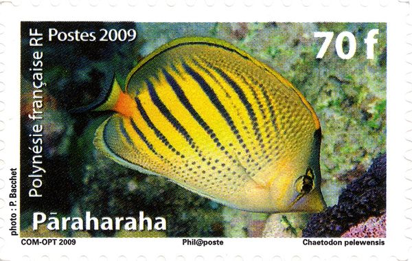 Sunset Butterflyfish (Chaetodon pelewensis)