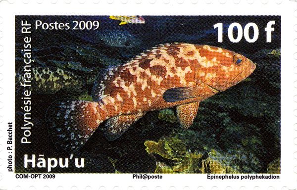 Camouflage Grouper (Epinephelus polyphekadion)