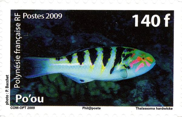 Six-banded Wrasse (Thalassoma hardwicke)