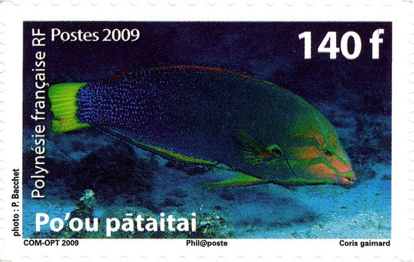 African Coris (Coris gaimard)