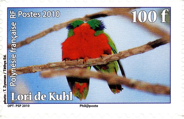 Kuhl's Lorikeet (Vini kuhlii)
