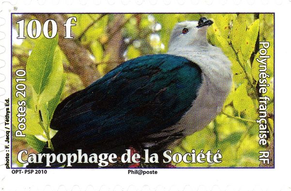 Polynesian Imperial-Pigeon (Ducula aurorae)