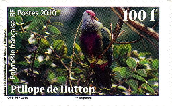 Rapa Fruit-Dove (Ptilinopus huttoni)