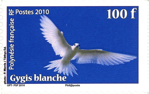 White Tern (Gygis alba)