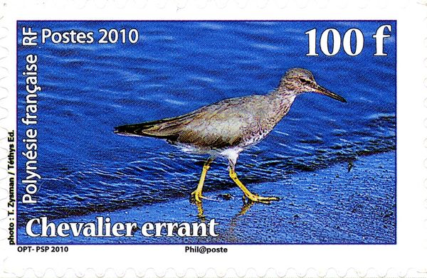 Wandering Tattler (Tringa incana)