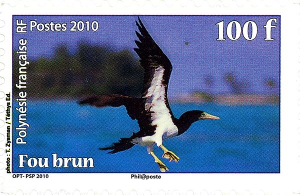 Brown Booby (Sula leucogaster)