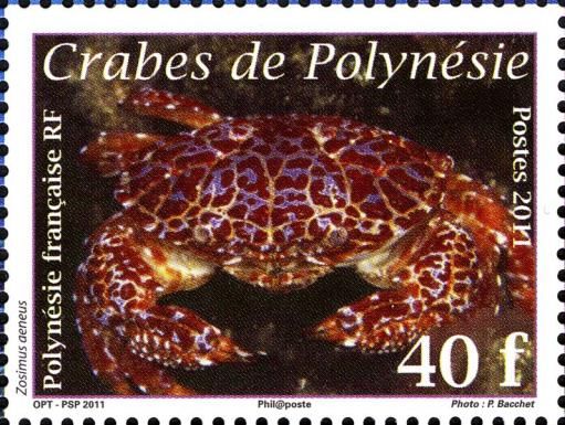 Devil Crab (Zosimus aeneus)