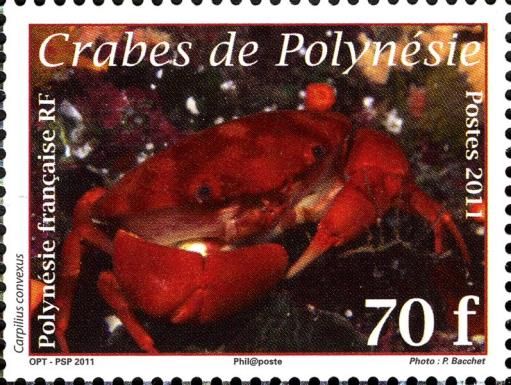 Red Reef Crab (Carpilius convexus)